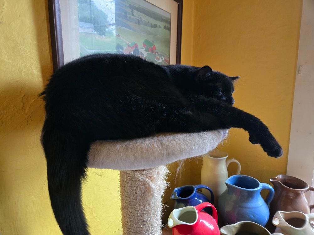 Big black cat om cat tree