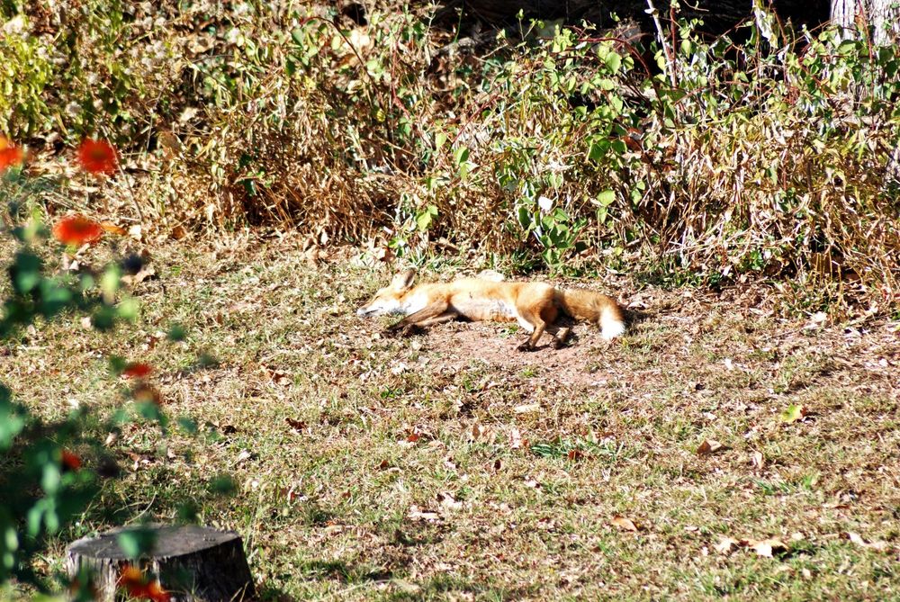 Red Fox asleep in early afternoon sun