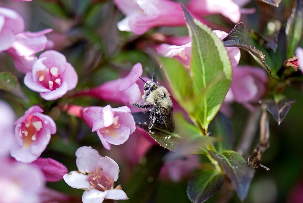 Bee covered in pollin appears to be resting on a leaf before going into the next flower