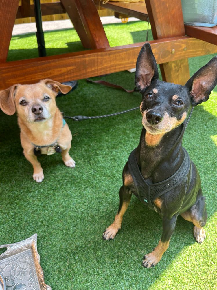 My beautiful min pin girl with her blonde himbo best friend/power bottom chug. We love him and eat our feelings when he goes home to my friends. 
