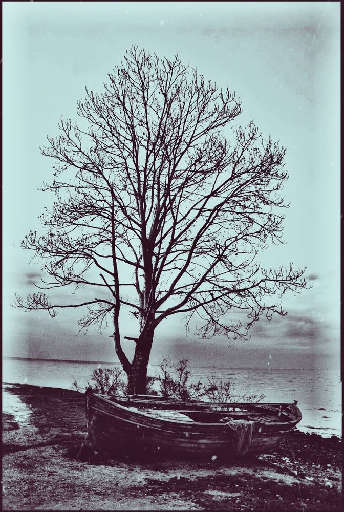 And old solitary tree near water , and a wooden little boat as compagnion.
Un vieil arbre solitaire au bord de l'eau et son unique compagnie, une barque en bois.
