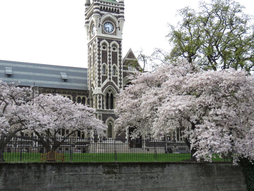 University of Otago with blossoms blossoming