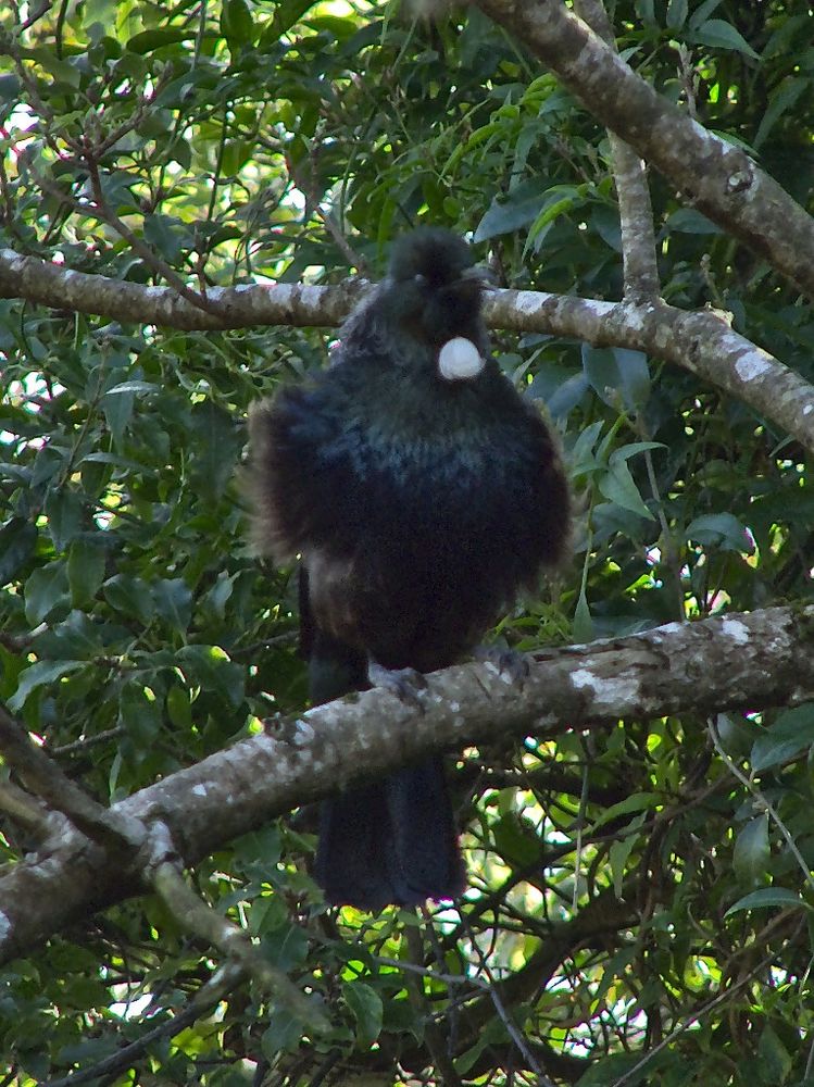 Tūī looking less elegant than most