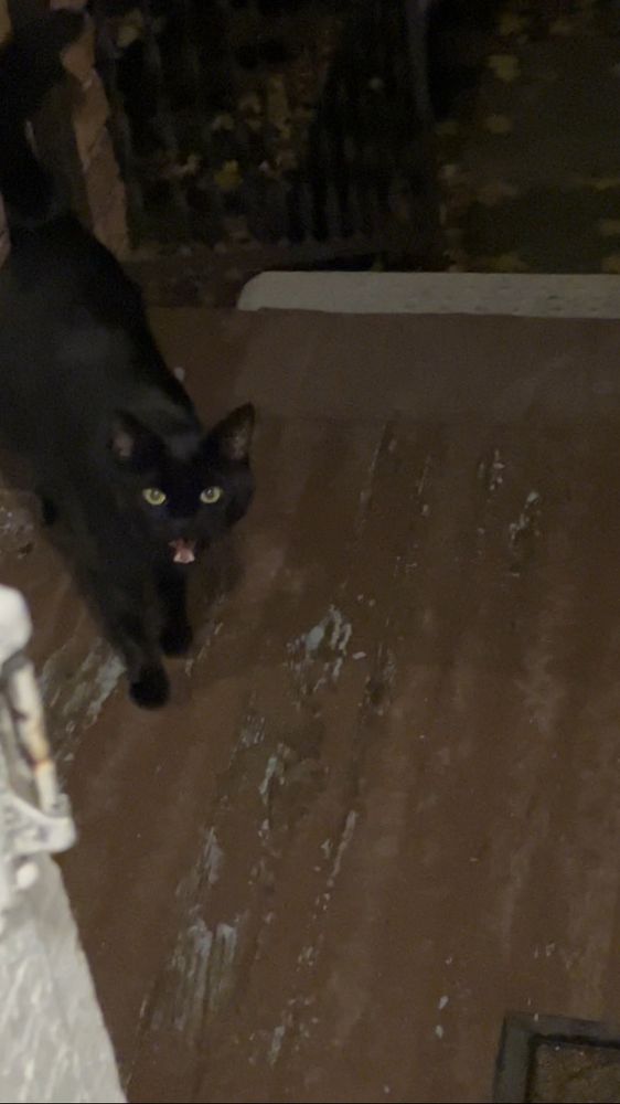 theres a black cat on my porch