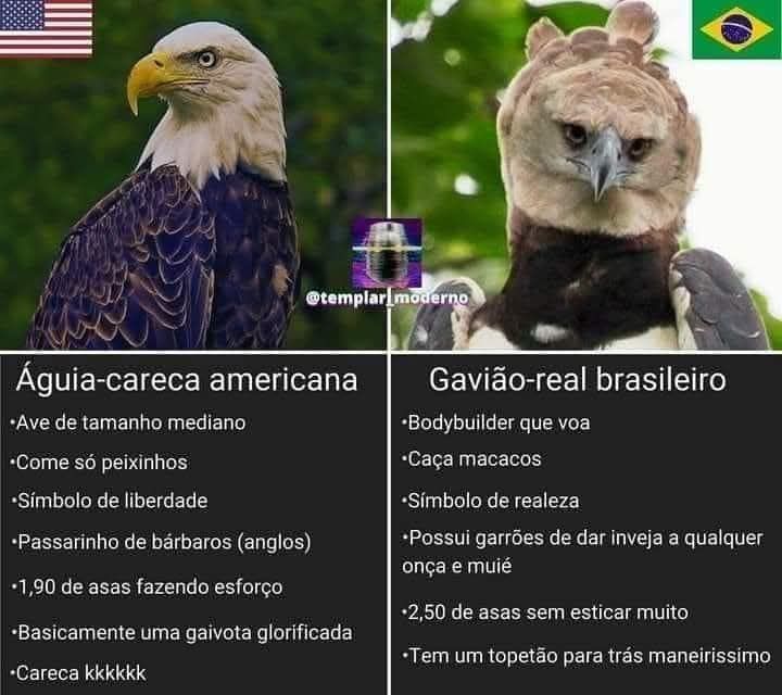 Comparação da águia careca e da harpia