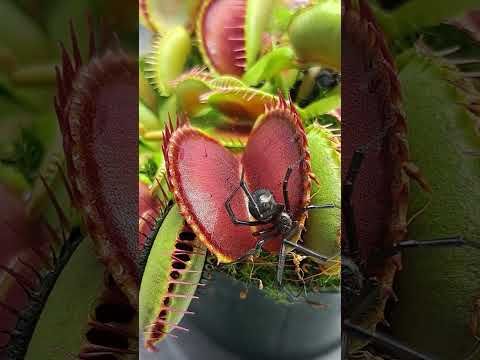 Black widow tried eating my Venus fly trap #shorts