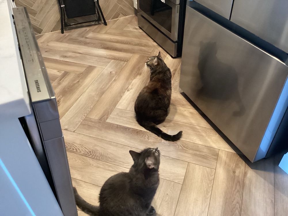 Two cats sit in a kitchen looking up hoping to catch a fly.