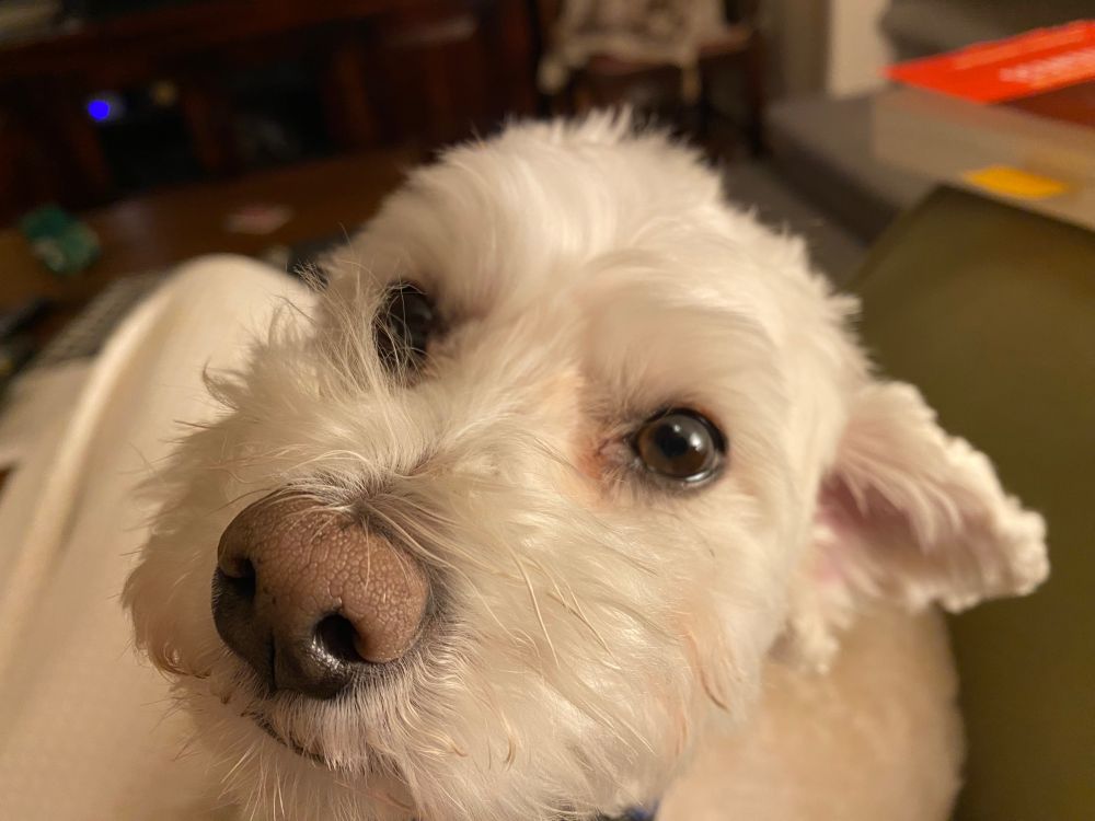 Face of Marty the dog, nose first.