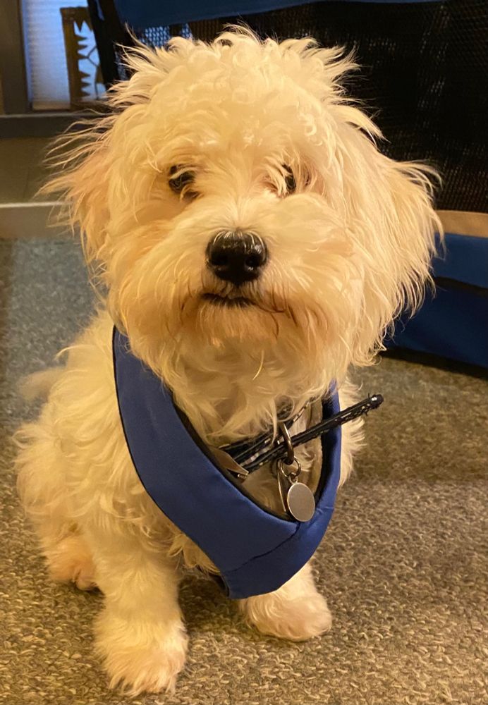 This is Marty the dog five years ago, shortly after his adoption and before he got a proper haircut.  Small fluffy white dog in a loose blue harness.