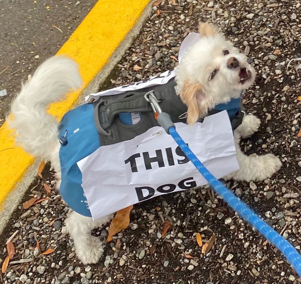 Max at the rally, barking militantly with a sign on one side saying THIS DOG