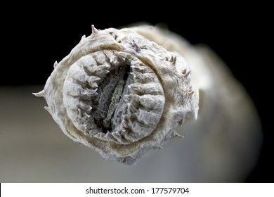 Hideous worm mouth.