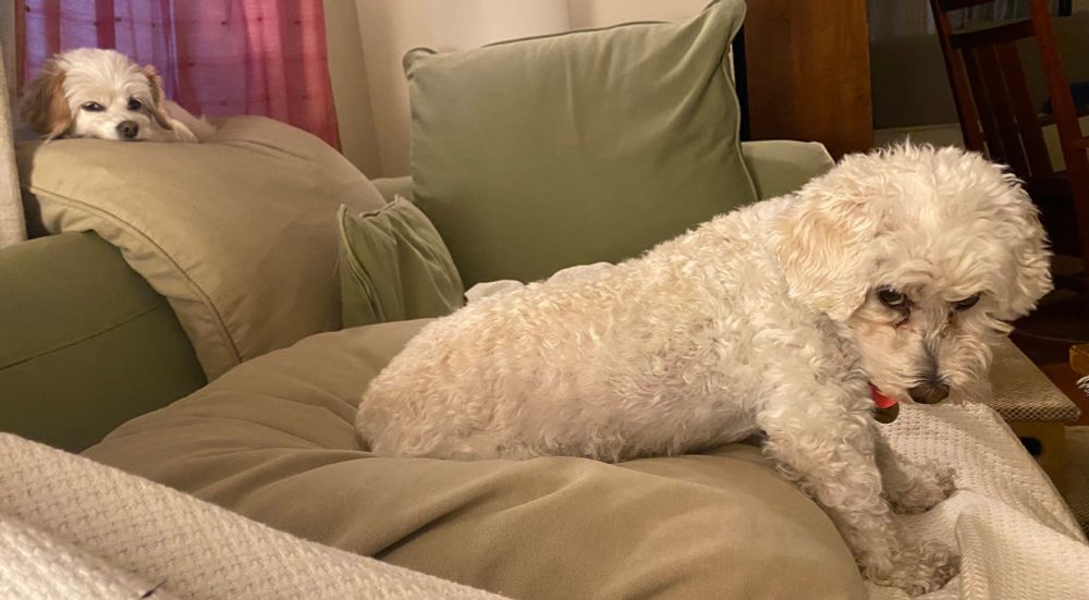Two napping dogs.  Max, like a cat, often prefers high places.  Marty stretches and glowers.