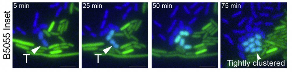 Fluorescent microscopy image of donor cells (shown in green) and recipient cells (shown in dark blue). Light blue cells are transconjugants. Transconjugants are only next to donor cells.