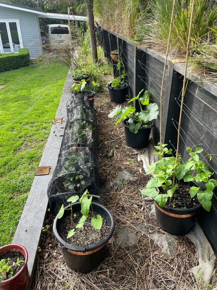 A container garden on top of a retaining wall. There are 6 different 30L bucket pots with different vegetables growing out of them, and a net covered series of small pots containing strawberries 