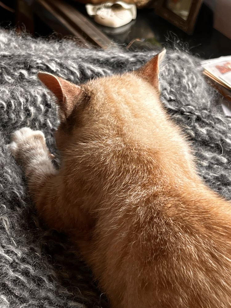 Tabby kitten making biscuits on a grey knitted throw. 
