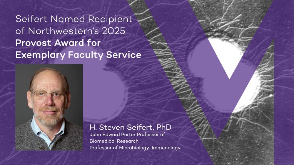 Headshot of H. Steven Seifert, PhD; Background: Purple decorative element and black and white background image of Neisseria gonorrhoeae. Text reads: Seifert Named Recipient of Northwestern's 2025 Provost Award for Exemplary Faculty Service; H. Steven Seifert, PhD, John Edward Porter Professor of Biomedical Research, Professor of Microbiology-Immunology 