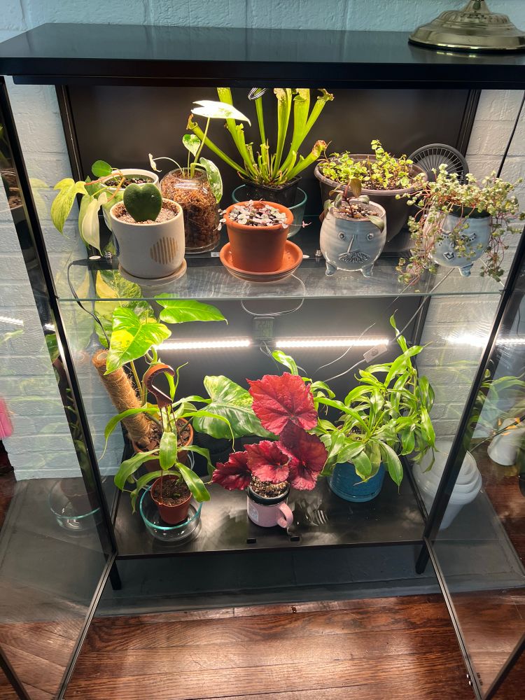 A greenhouse cabinet full of plants! This is a black IKEA Rudsta glass cabinet. I added weather stripping, fans, grow lights, a hygrometer and a humidifier. This cabinet is currently home to 3 carnivorous pitcher plants, a begonia rex ‘kotobuki’, a variegated philosendron domesticum, a philodendron pink princess, a philodendron Florida ghost, a single leaf Hoya kerrii, an alocasia frydek, creeping fig, a variegated string of hearts and a pilea. 