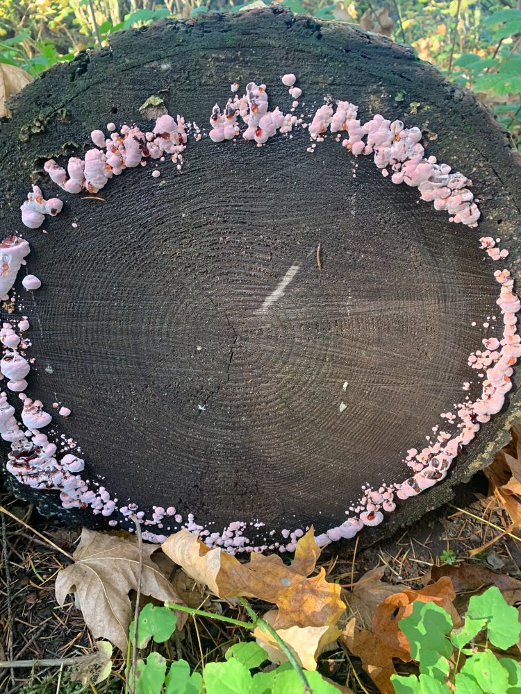 Section of a fallen (approximately 50 year old) tree with a complete ring of light pink fungus growing on it