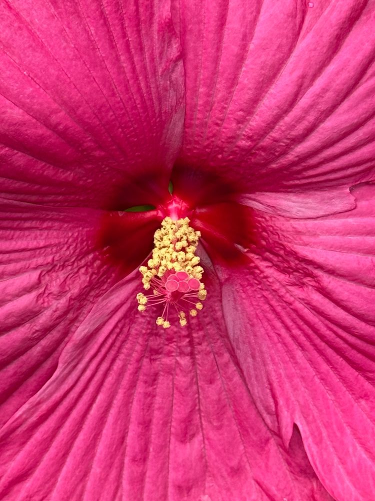 Macro photo of a dark pink hibiscus.