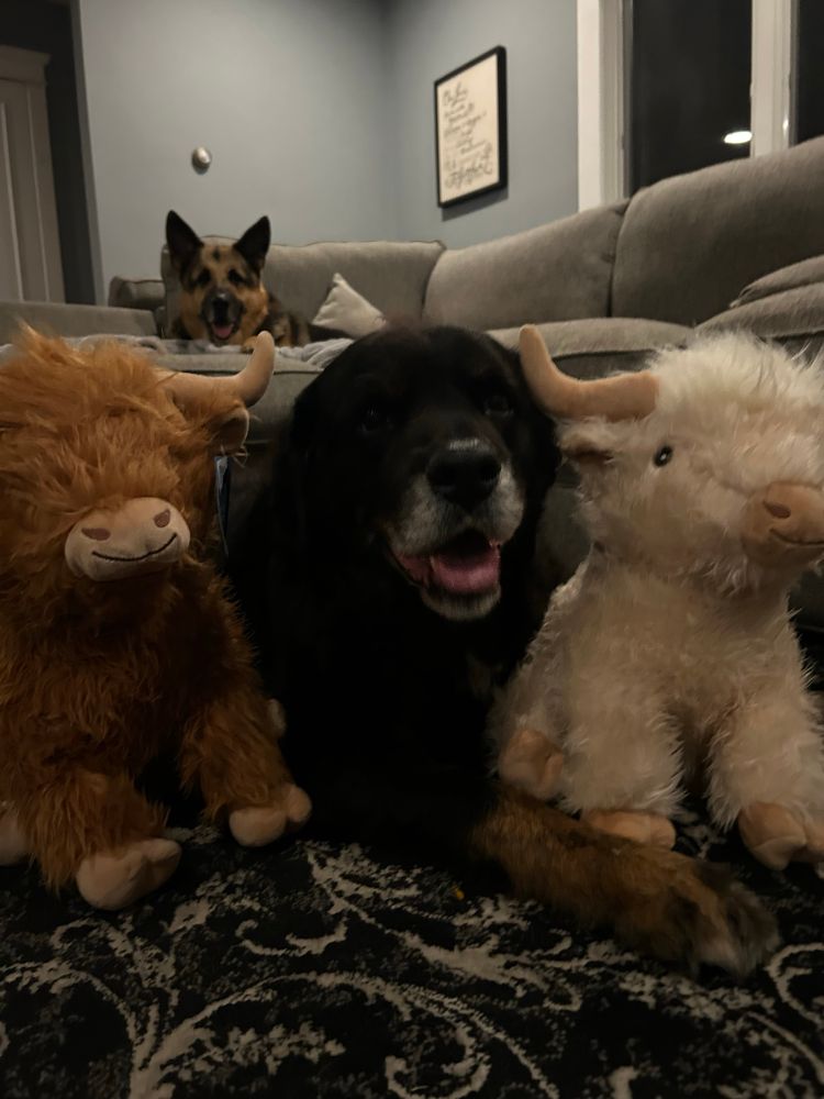A Rottweiler mutt sitting on a floor with two stuffed cows. A German shepherd sitting on a couch behind him. 