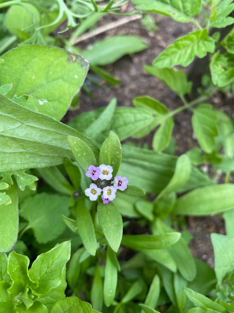 Tiny purple flowers of varying shades with black and yellow in the middle. Lots of green leaves surround them