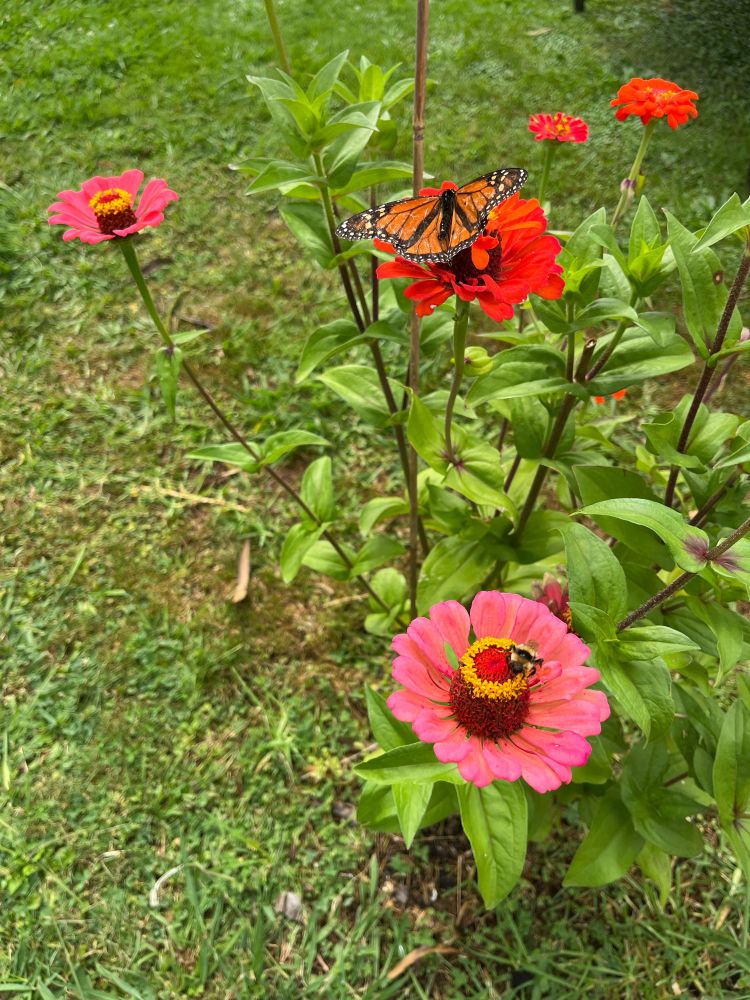 A monarch and a bumble bee on brightly coloured zinnia flowers