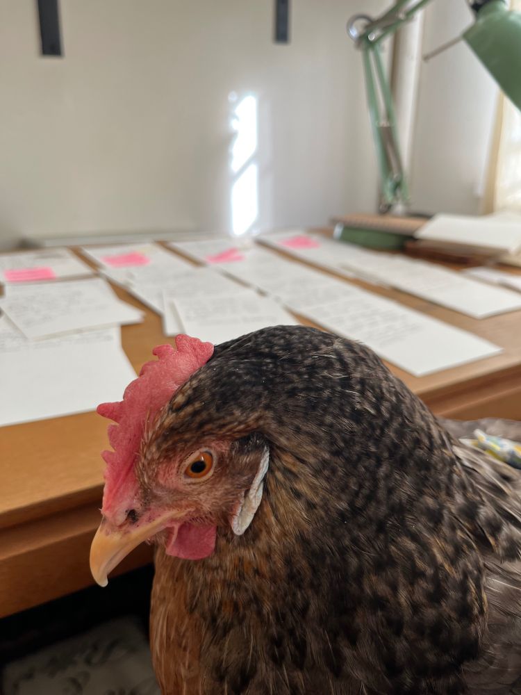 Hen on the writers lap, in front of a desk cover with notes