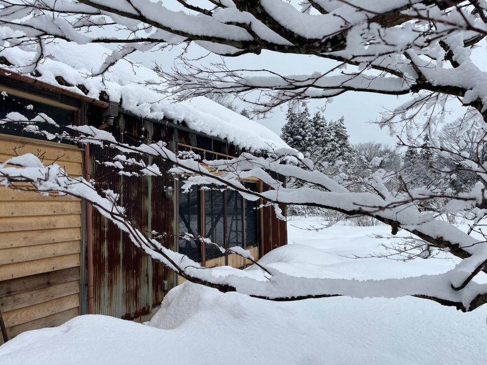 snow covered branches in front of a wooden building, and snow piled up over a meter high 