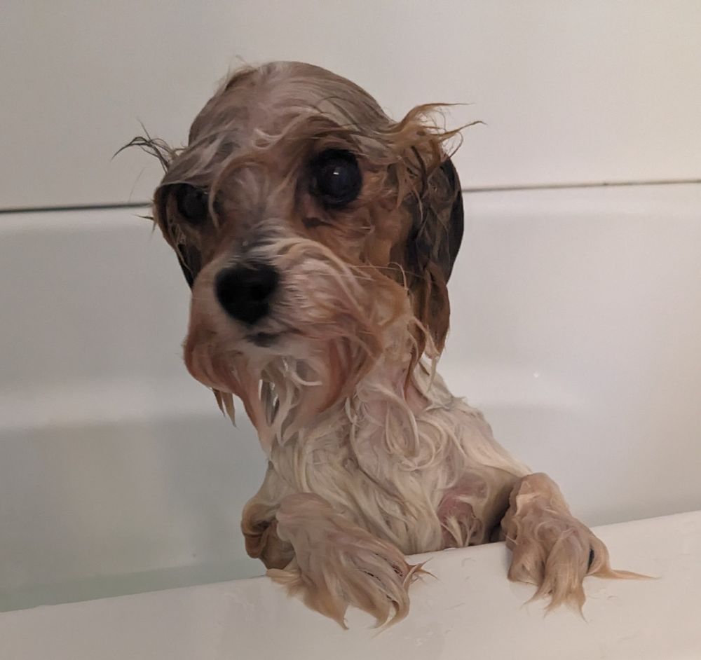 A very wet tiny dog look out over the bathtub edge. The completely wet fur highlights her tiny head and giant dark eyes.