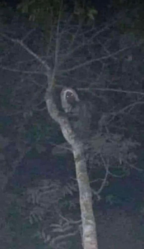 the picture of an aluxe posted by AMLO a couple of years ago