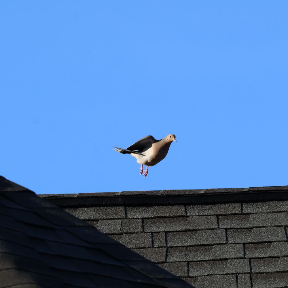 mourning dove hopping into flight