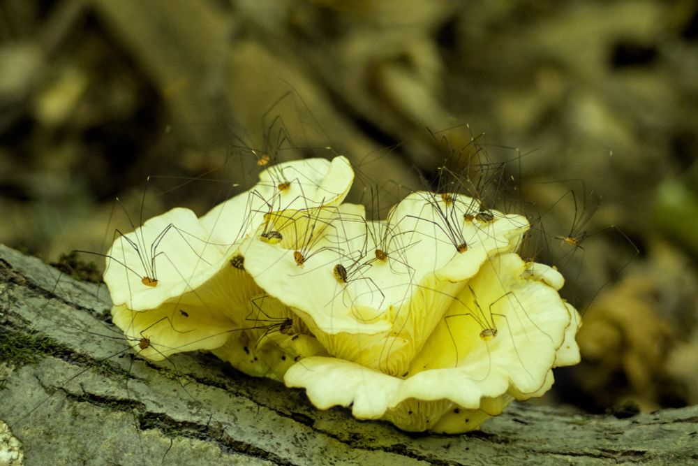a dozen or so very leggy harvestmen on a pallid oyster mushroom growing out of a log