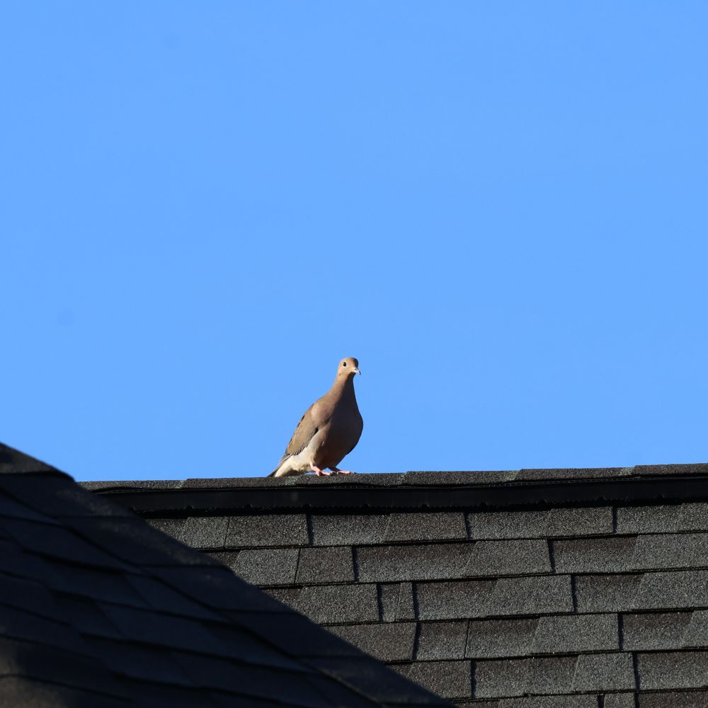 mourning dove sitting a roof