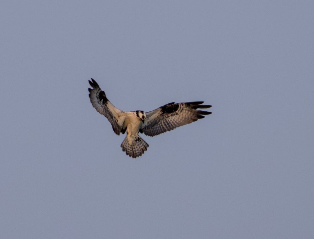 osprey with wings outstretched, hovering, head looking directly beneath it