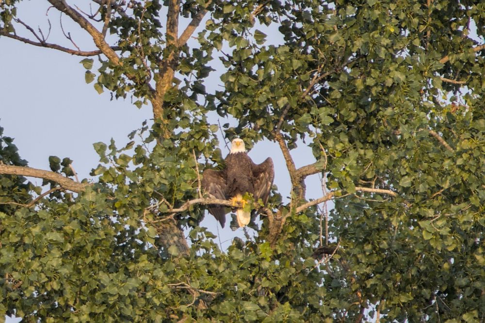 bald eagle sitting in a tree, wings outstretched awkwardly, looking directly at camera