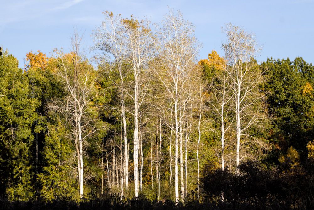 a stand of birch trees in the evening sun, framed by a shaded meadow below and deciduous woods behind 