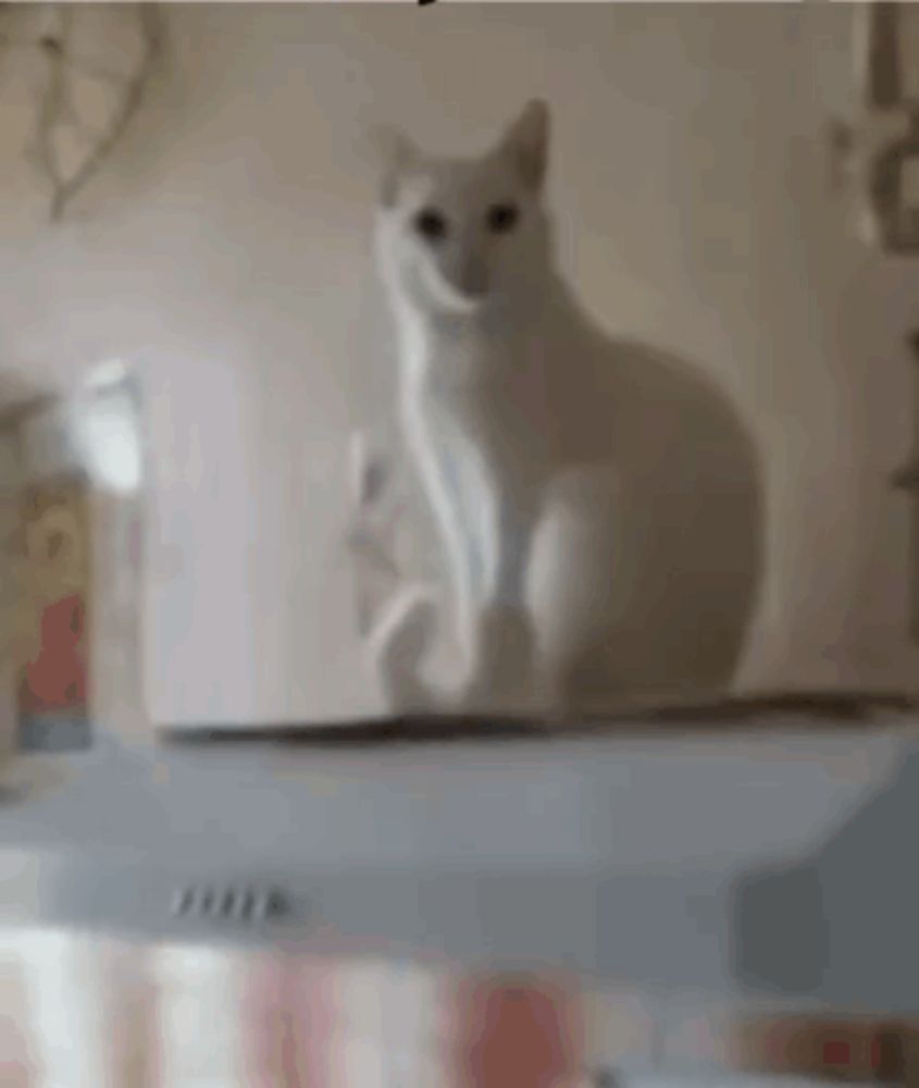 a white cat is sitting on top of a cardboard box .