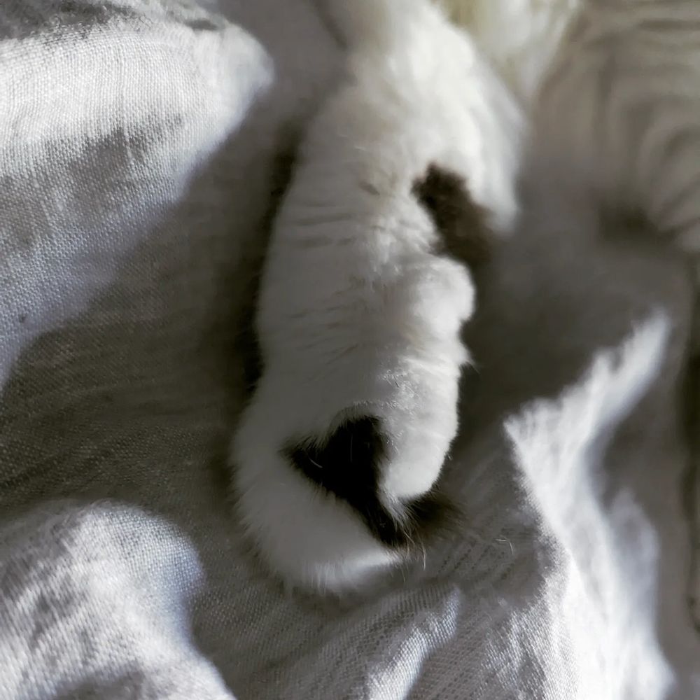 Close-up photo of a heart-shaped patch of dark grey fur between two toes on a cat's otherwise white front paw. The paw is exceedingly soft, as is the rest of the cat.