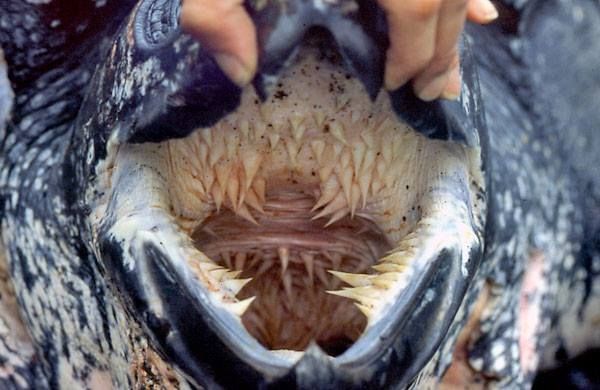 Foto of a turtle mouth throat with lots of sharp teeth
