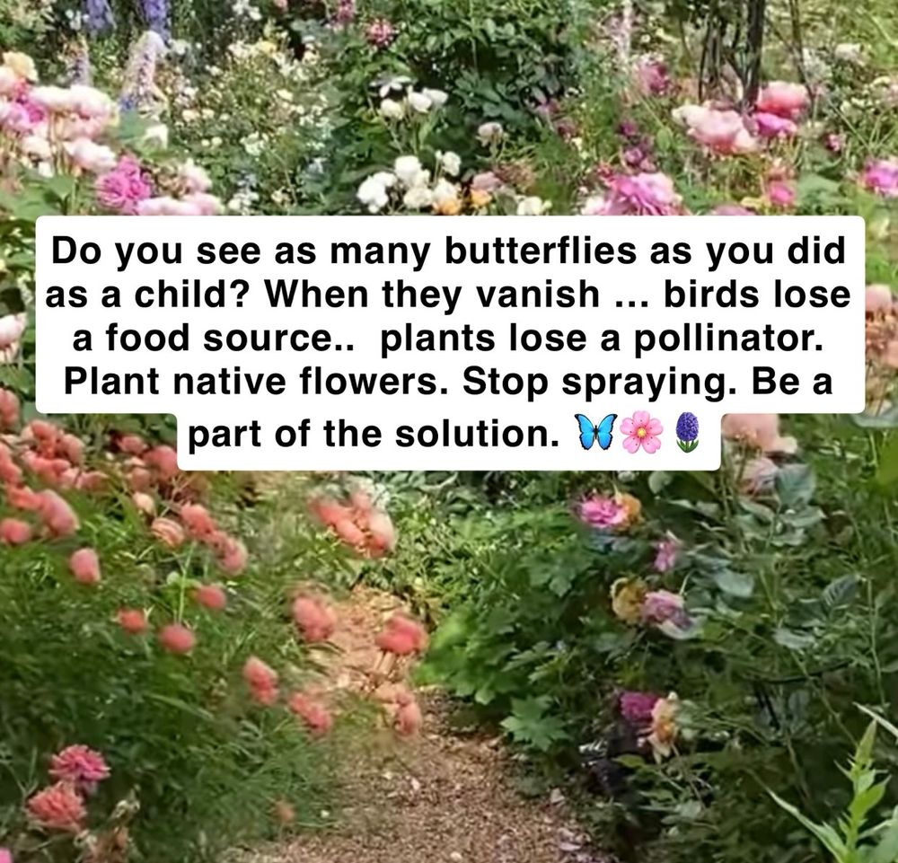 Do you see as many butterflies as you did as a child? When they vanish ... birds lose a food source.. plants lose a pollinator.
Plant native flowers. Stop spraying. Be a part of the solution.