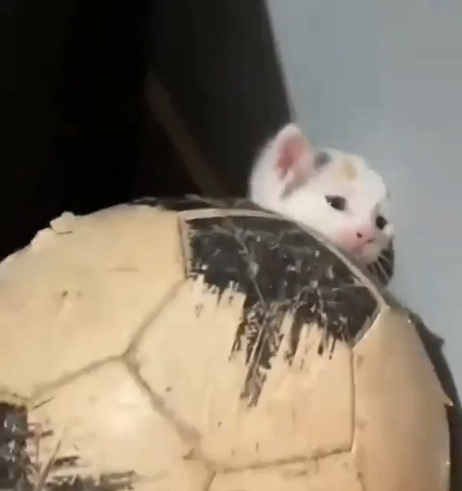 La cabeza de un gato pequeño asoma sobre un balón de fútbol desgastado.