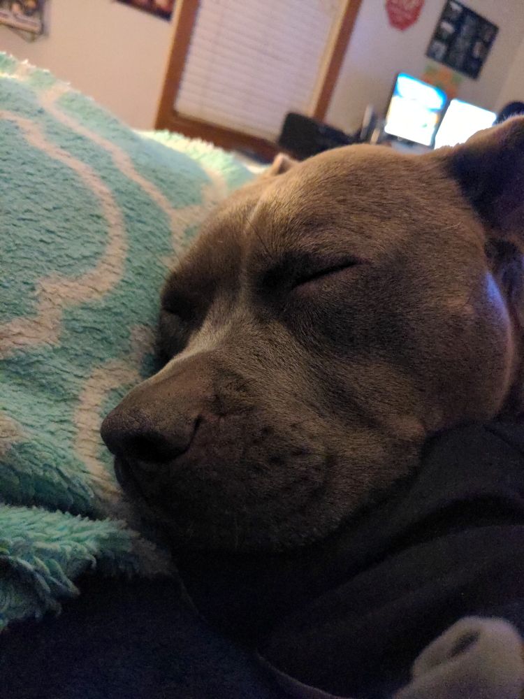 Brown blue nose pitbull sleeping. 
