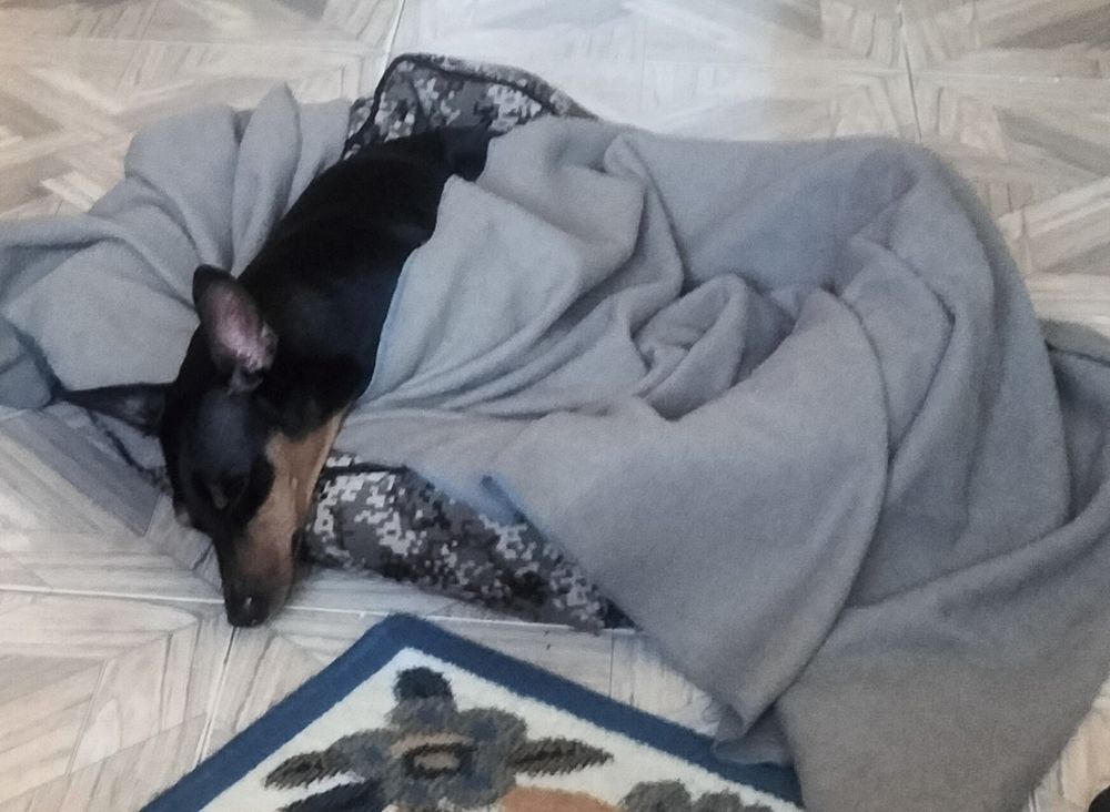 Un pincher botándose a siesta da súa vida