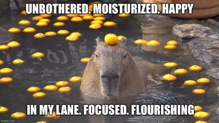 Photo of a capybara sitting in a pond. There are orange fruit floating in the water around the capybara. It balances one of the orange fruit on its head. The caption reads: “Unbothered. Moisturized. Happy. In my lane. Focused. Flourishing.”