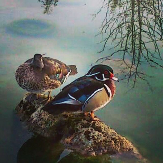 Ducks in an inespected pond. 