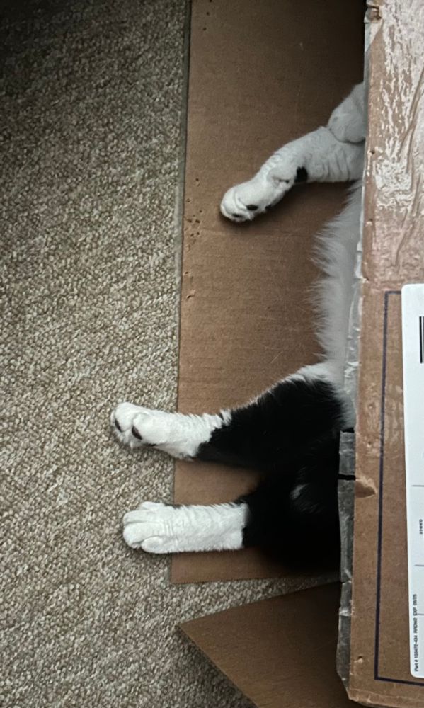 A bunch of black-and-white cat feet sticking out of a box