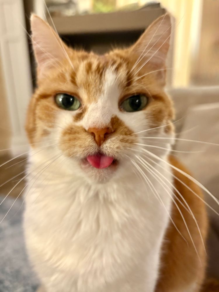 Orange and white senior cat with long white whiskers green eyes looking at the camera and sticking out her tongue