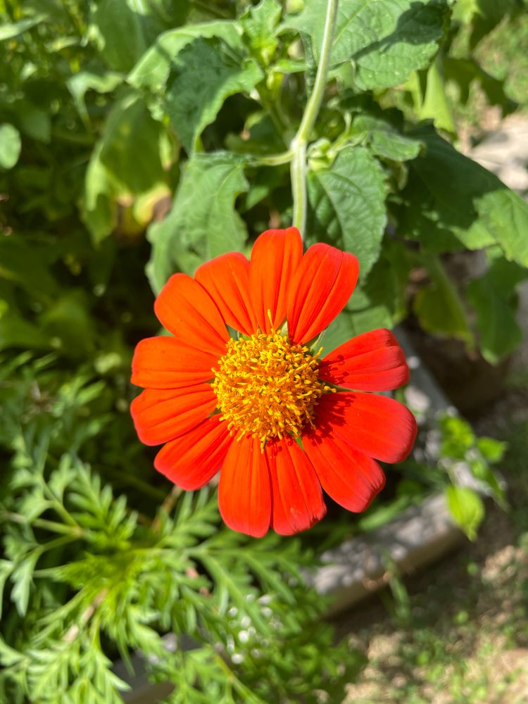 Red Sunflower 