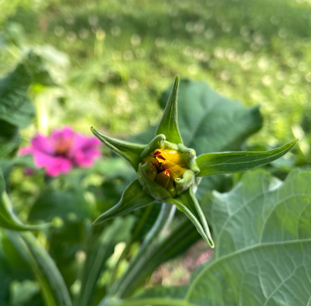 Red Sunflower closed bloom