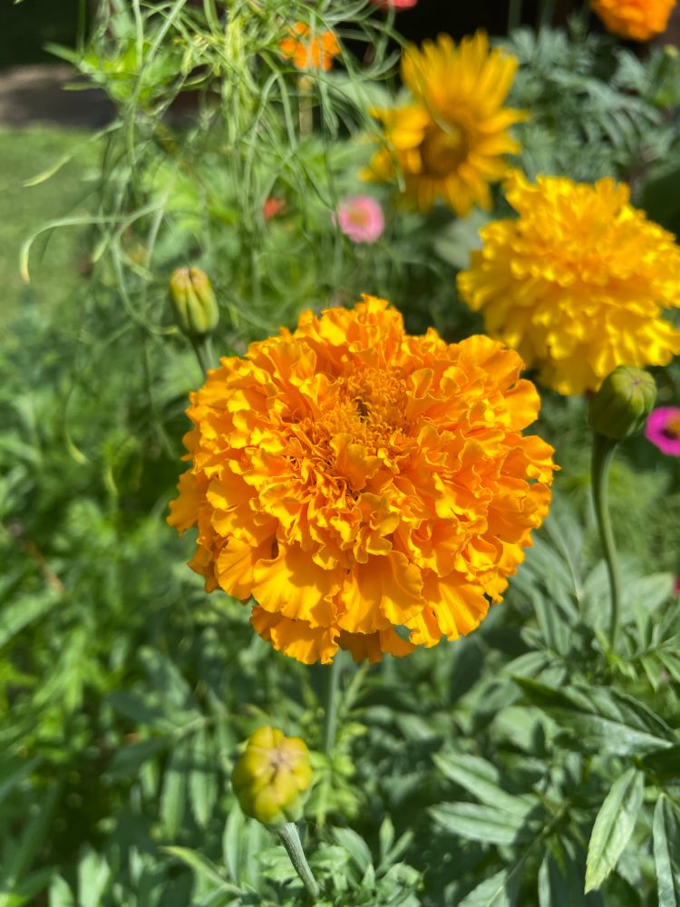 Marigold